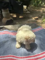 Gina’s white girl, a female Maltipoo for sale in Carlton, GA – 6 of 7