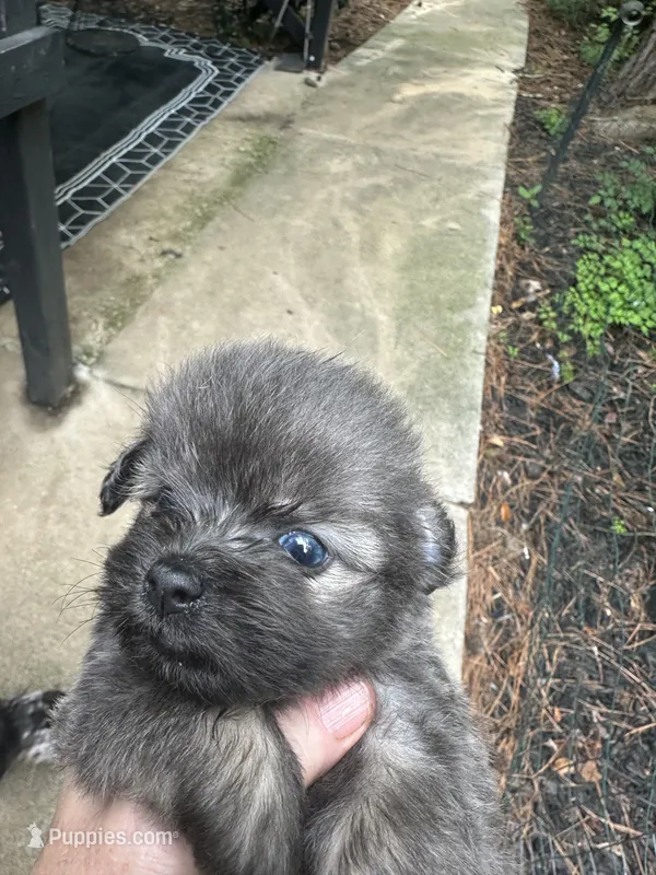 Beauty grey girl – Maltipoo puppy for sale in Carlton, GA