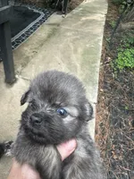 Beauty grey girl, a female Maltipoo for sale in Carlton, GA – 1 of 6