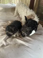 Georgia Boy 1, a male Maltipoo for sale in Carlton, GA – Photo 2 of 7