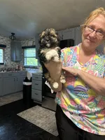 Georgia Boy 1, a male Maltipoo for sale in Carlton, GA – Photo 7 of 7