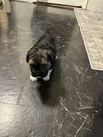 Georgia Boy 1, a male Maltipoo for sale in Carlton, GA – Photo 4 of 7