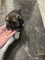 Georgia Boy 1, a male Maltipoo for sale in Carlton, GA – Photo 1 of 7