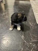 Georgia Boy 1, a male Maltipoo for sale in Carlton, GA – Photo 5 of 7