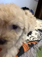 Gia’S white girl, a female Maltipoo for sale in Carlton, GA – 4 of 5