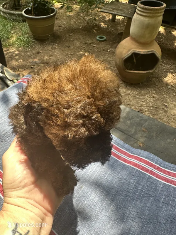 Gina’s red – Maltipoo puppy for sale in Carlton, GA