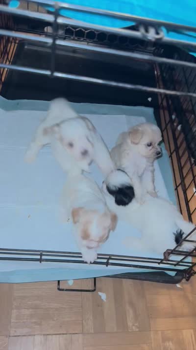 Ginny boy 1, a male Maltipoo for sale in Carlton, GA – 6 of 6