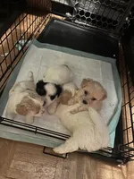 Ginny boy 1, a male Maltipoo for sale in Carlton, GA – 3 of 6
