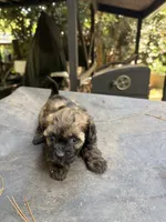 Gypsies, black and brown girl, a female Maltipoo for sale in Carlton, GA – 2 of 6
