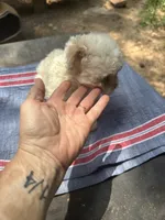 Gina’s white girl, a female Maltipoo for sale in Carlton, GA – 5 of 7