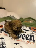 Gia’ Brown/Black Boy, a male Maltipoo for sale in Carlton, GA – 4 of 7