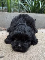 Gabbys girl 2, a female Maltipoo for sale in Carlton, GA – 3 of 5