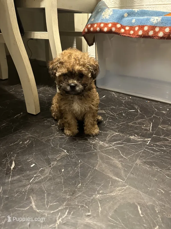 Gina’s red – Maltipoo puppy for sale in Carlton, GA