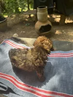 Gina’s red, a female Maltipoo for sale in Carlton, GA – 6 of 6