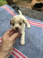 Ginny girl, a female Maltipoo for sale in Carlton, GA – 1 of 7
