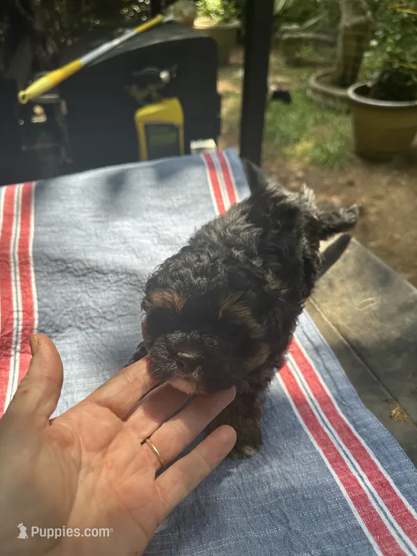 Gina’s brown/ black girl – Maltipoo puppy for sale in Carlton, GA