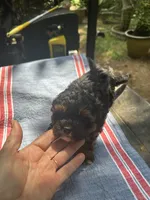 Gina’s brown/ black girl, a female Maltipoo for sale in Carlton, GA – 1 of 6