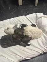Gypsies, black and brown girl, a female Maltipoo for sale in Carlton, GA – 3 of 6