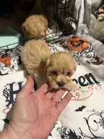 Gingers Tan Boy, a male Maltipoo for sale in Carlton, GA – 6 of 7