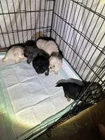 Beauty’s black boy, a male Maltipoo for sale in Carlton, GA – 3 of 6