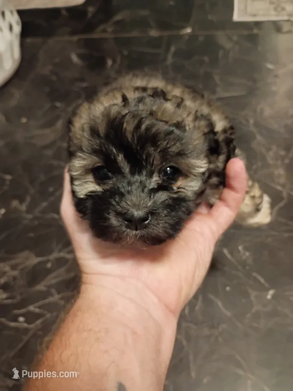 Dotties Black/ cooper girl – Maltipoo puppy for sale in Carlton, GA