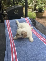 Ginny boy 1, a male Maltipoo for sale in Carlton, GA – 2 of 6