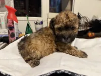 Gia’ Brown/Black Boy, a male Maltipoo for sale in Carlton, GA – 5 of 7