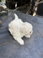 Gypsy’s white boy, a male Maltipoo for sale in Carlton, GA – 3 of 7