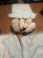 Gingers Boy, a male Maltipoo for sale in Carlton, GA – Photo 4 of 5