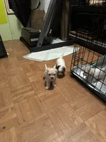Gingers Boy, a male Maltipoo for sale in Carlton, GA – Photo 5 of 5