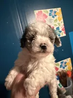 Gingers Boy, a male Maltipoo for sale in Carlton, GA – Photo 2 of 5