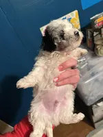 Gingers Boy, a male Maltipoo for sale in Carlton, GA – Photo 3 of 5