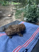 Gina’ chocolate girl, a female Maltipoo for sale in Carlton, GA – 4 of 5