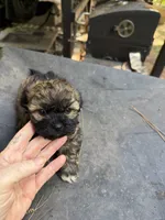 Gypsies, black and brown  boy, a male Maltipoo for sale in Carlton, GA – 4 of 8