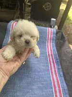 Beauty’s white boy, a male Maltipoo for sale in Carlton, GA – 5 of 6