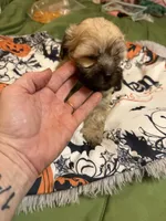 Gia’s girl Grey with black tips, a female Maltipoo for sale in Carlton, GA – 2 of 7