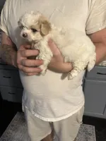 Boy 1, a male Maltipoo for sale in Carlton, GA – Photo 4 of 6