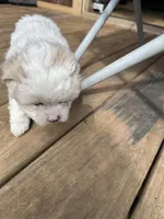 Boy 1, a male Maltipoo for sale in Carlton, GA – Photo 3 of 6