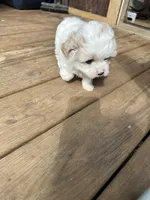Boy 1, a male Maltipoo for sale in Carlton, GA – Photo 6 of 6