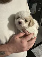 Boy 1, a male Maltipoo for sale in Carlton, GA – Photo 1 of 6