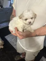 Boy 1, a male Maltipoo for sale in Carlton, GA – Photo 5 of 6