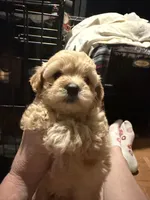 Gingers Tan Girl, a female Maltipoo for sale in Carlton, GA – 7 of 7