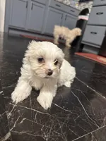 Gingers girl 1, a female Maltipoo for sale in Carlton, GA – Photo 4 of 6