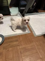 Gingers girl 1, a female Maltipoo for sale in Carlton, GA – Photo 1 of 6