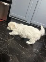 Gingers girl 1, a female Maltipoo for sale in Carlton, GA – Photo 2 of 6