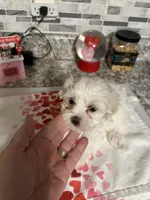 Gingers girl 1, a female Maltipoo for sale in Carlton, GA – Photo 5 of 6