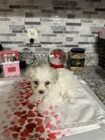 Gingers girl 1, a female Maltipoo for sale in Carlton, GA – Photo 6 of 6