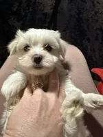 Gingers girl 1, a female Maltipoo for sale in Carlton, GA – Photo 3 of 6