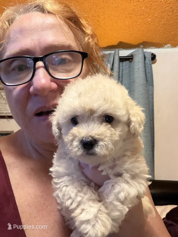 Gia’S white girl – Maltipoo puppy for sale in Carlton, GA