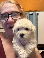 Gia’S white girl, a female Maltipoo for sale in Carlton, GA – 1 of 5